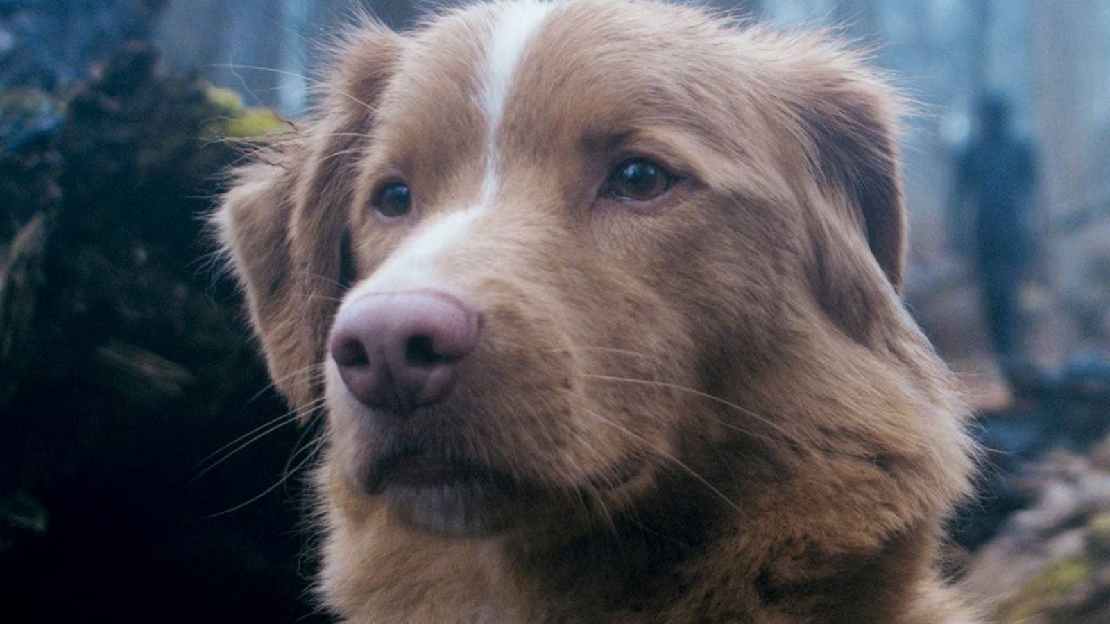 good-boy
